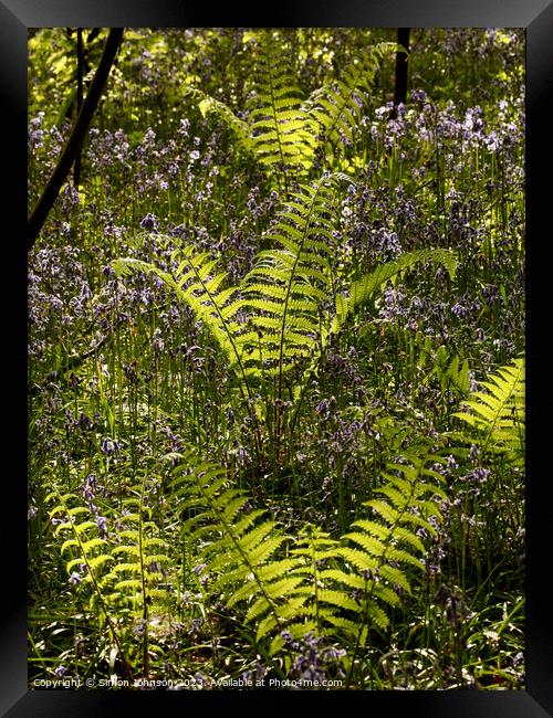 Plant tree Framed Print by Simon Johnson