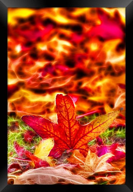 Autumn fractals leafs Framed Print by David French