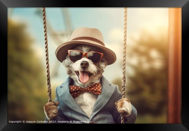 A little dog in clothes and glasses swings funny o Framed Print by Joaquin Corbalan