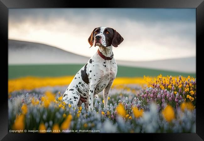 An English Pointer dog, healthy and attentive to p Framed Print by Joaquin Corbalan