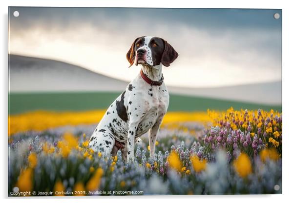 An English Pointer dog, healthy and attentive to p Acrylic by Joaquin Corbalan