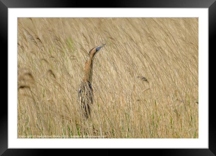 Bittern hidden within the reeds Framed Mounted Print by GadgetGaz Photo
