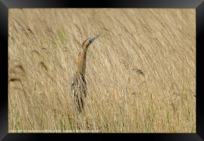 Bittern hidden within the reeds Framed Print by GadgetGaz Photo