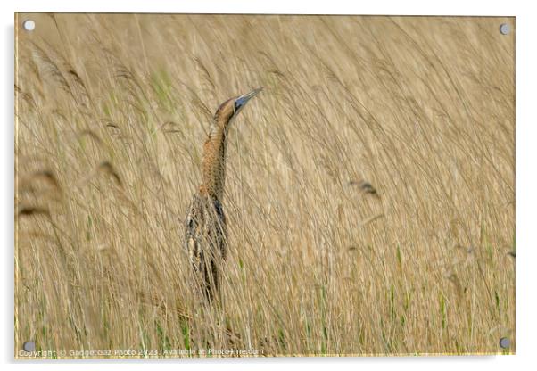 Bittern hidden within the reeds Acrylic by GadgetGaz Photo