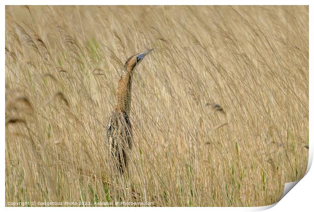 Bittern hidden within the reeds Print by GadgetGaz Photo
