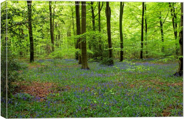 Micheldever Bluebells Canvas Print by Derek Daniel