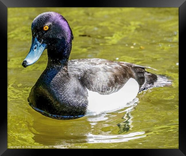 Tufted Diving Duck Framed Print by Julie Ormiston