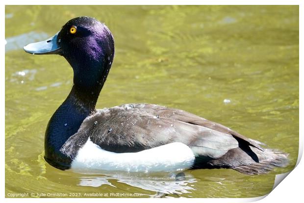 Tufted Diving Duck Print by Julie Ormiston