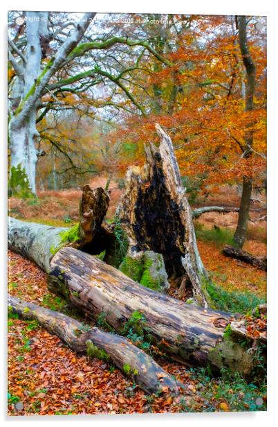 Autumn Forest Scene Acrylic by Derek Daniel
