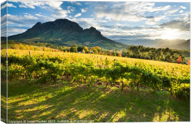 Vineyards, Stellenbosch, Cape Town, South Africa Canvas Print by Justin Foulkes