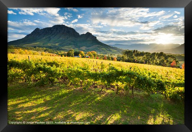 Vineyards, Stellenbosch, Cape Town, South Africa Framed Print by Justin Foulkes
