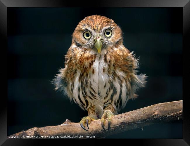 Pygmy owl Framed Print by GEOFF GRIFFITHS