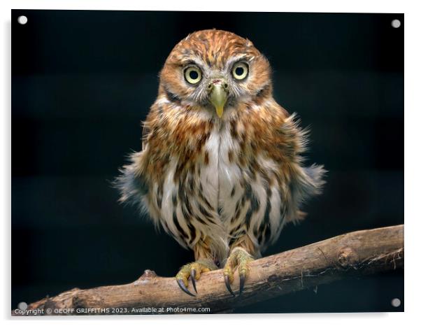 Pygmy owl Acrylic by GEOFF GRIFFITHS
