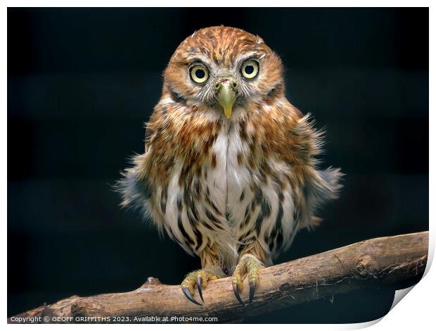 Pygmy owl Print by GEOFF GRIFFITHS