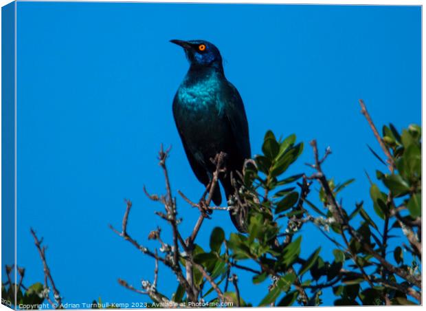 Cape glossy starling (Lamprotomis nitens)  Canvas Print by Adrian Turnbull-Kemp