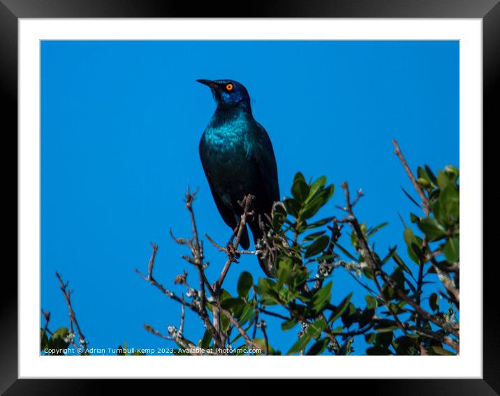 Cape glossy starling (Lamprotomis nitens)  Framed Mounted Print by Adrian Turnbull-Kemp