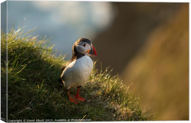 The Proud Puffin Canvas Print by David Albutt