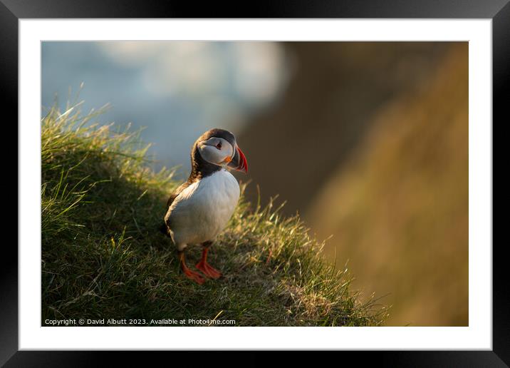 The Proud Puffin Framed Mounted Print by David Albutt