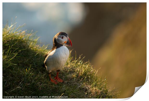 The Proud Puffin Print by David Albutt