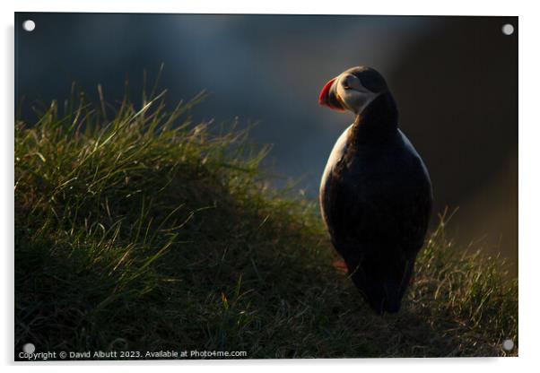 Pensive Puffin Acrylic by David Albutt