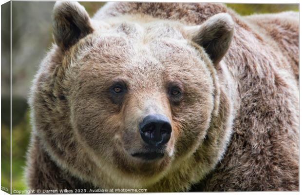  Brown Bear in Natural Habitat Canvas Print by Darren Wilkes