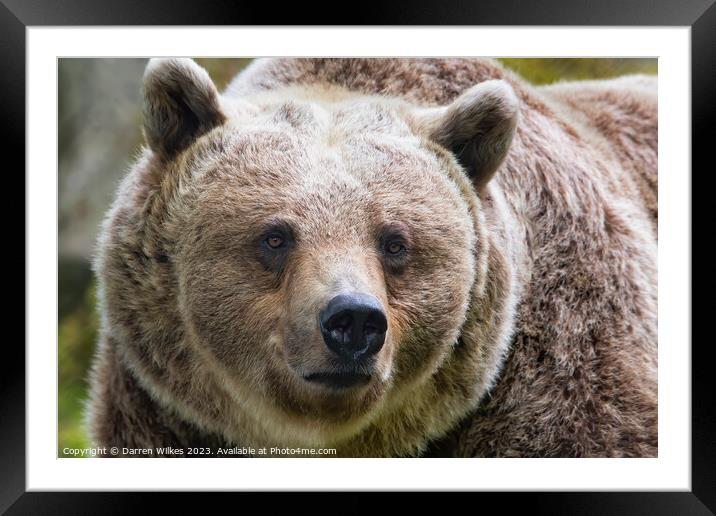  Brown Bear in Natural Habitat Framed Mounted Print by Darren Wilkes