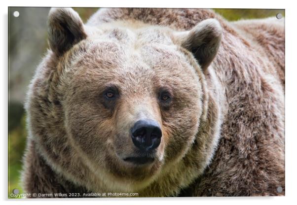  Brown Bear in Natural Habitat Acrylic by Darren Wilkes