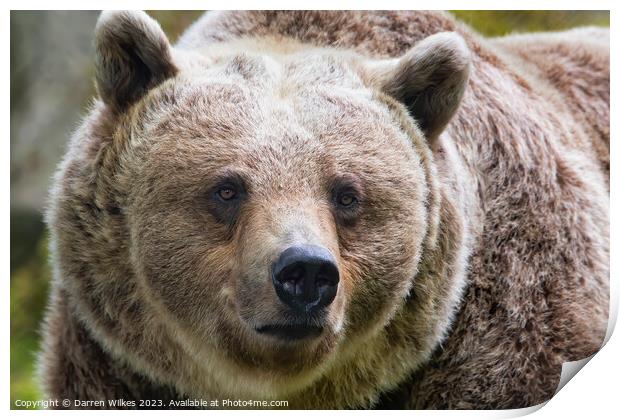  Brown Bear in Natural Habitat Print by Darren Wilkes