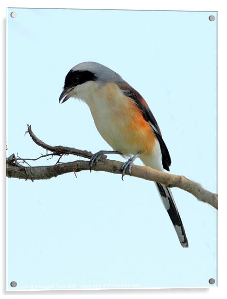 Long-tailed Shrike Acrylic by Bhagwat Tavri