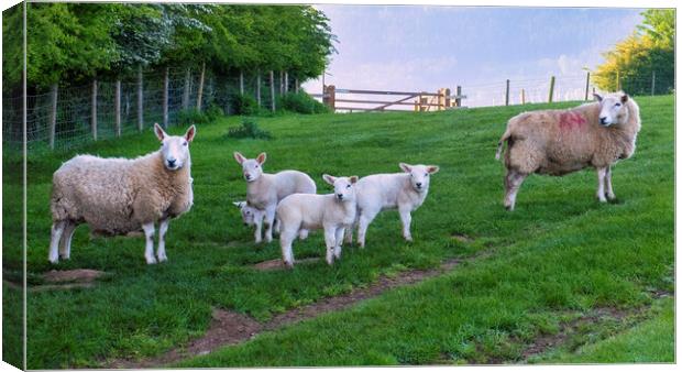 Yorkshire Countryside's Playful Lambs Canvas Print by Tim Hill
