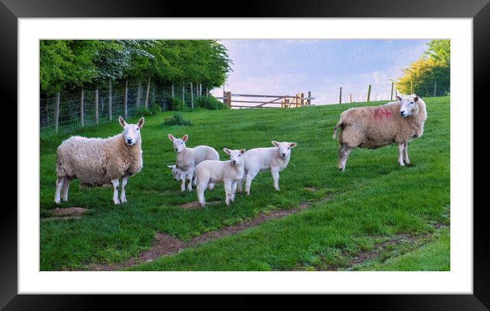 Yorkshire Countryside's Playful Lambs Framed Mounted Print by Tim Hill