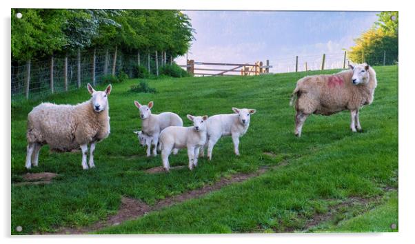 Yorkshire Countryside's Playful Lambs Acrylic by Tim Hill