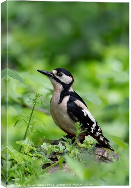 Great spotted Woodpecker Canvas Print by Darren Wilkes