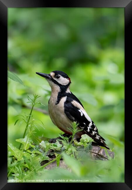 Great spotted Woodpecker Framed Print by Darren Wilkes