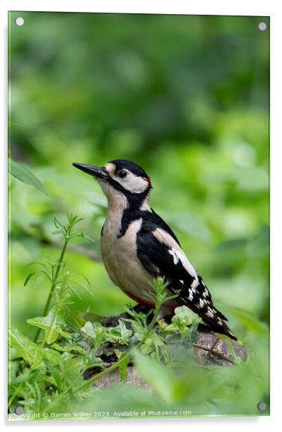 Great spotted Woodpecker Acrylic by Darren Wilkes