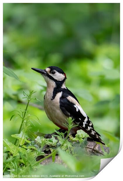 Great spotted Woodpecker Print by Darren Wilkes