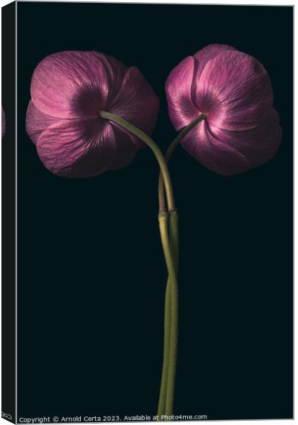 Flowers  Canvas Print by Arnold Certa
