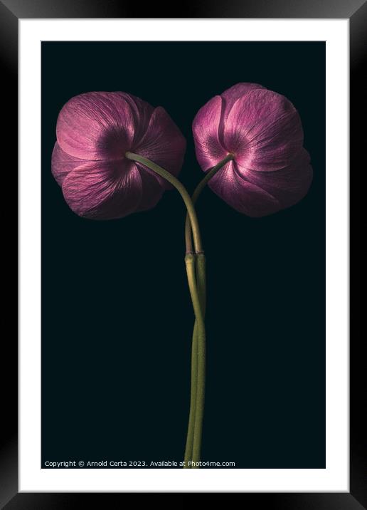 Flowers  Framed Mounted Print by Arnold Certa