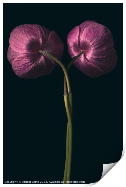Flowers  Print by Arnold Certa