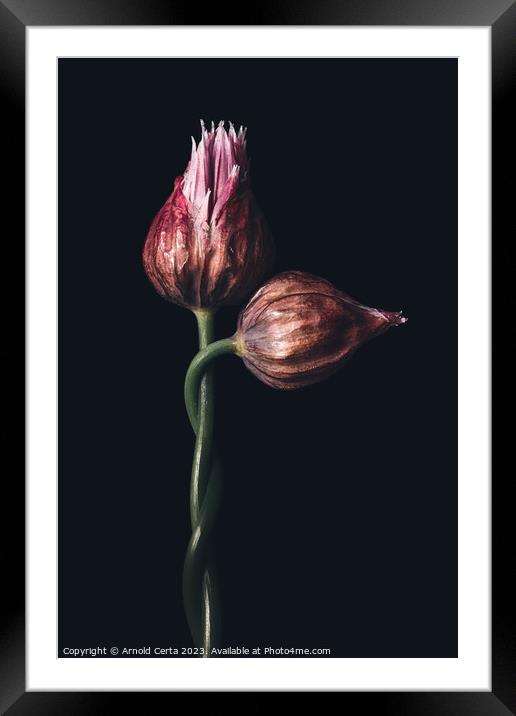 Chives Framed Mounted Print by Arnold Certa