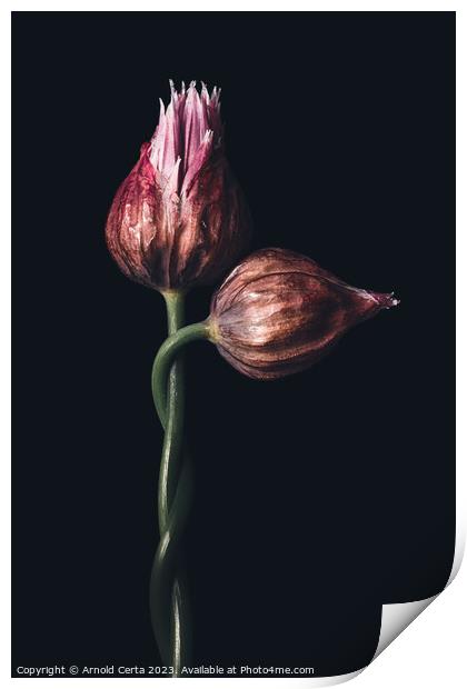 Chives Print by Arnold Certa