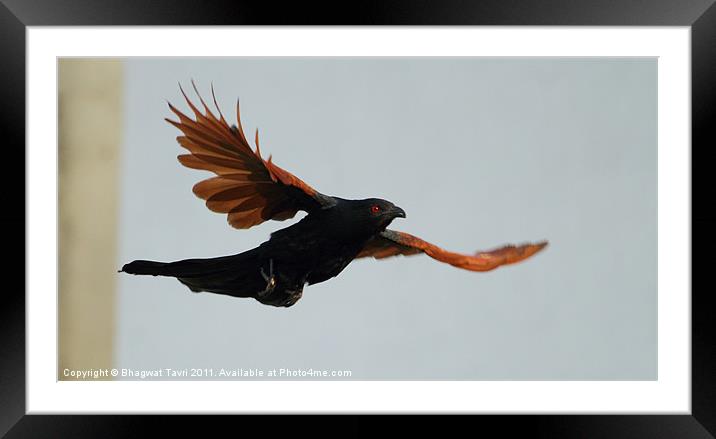 Greater Coucal in flight Framed Mounted Print by Bhagwat Tavri