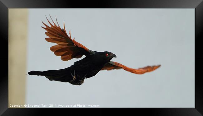 Greater Coucal in flight Framed Print by Bhagwat Tavri