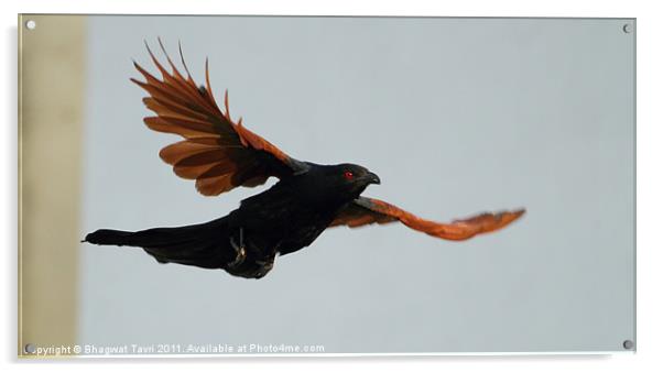 Greater Coucal in flight Acrylic by Bhagwat Tavri