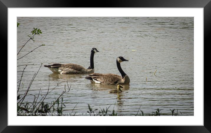 Only One Gosling Framed Mounted Print by STEPHEN THOMAS