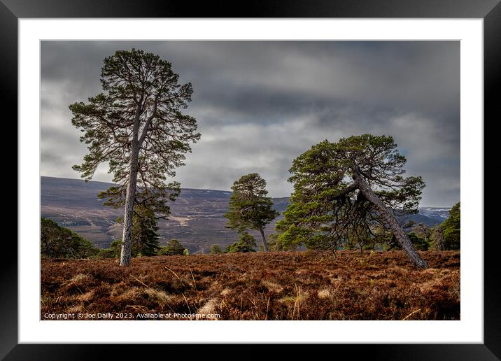 Majestic Scots Pine Trees in the Cairngorms Nation Framed Mounted Print by Joe Dailly