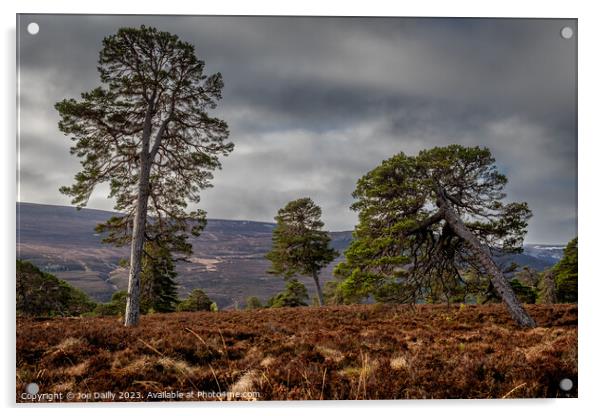 Majestic Scots Pine Trees in the Cairngorms Nation Acrylic by Joe Dailly