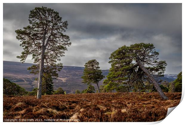 Majestic Scots Pine Trees in the Cairngorms Nation Print by Joe Dailly