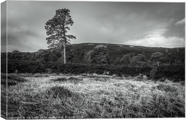 Majestic Scots pine Trees in the Cairngorm Mountains  Canvas Print by Joe Dailly