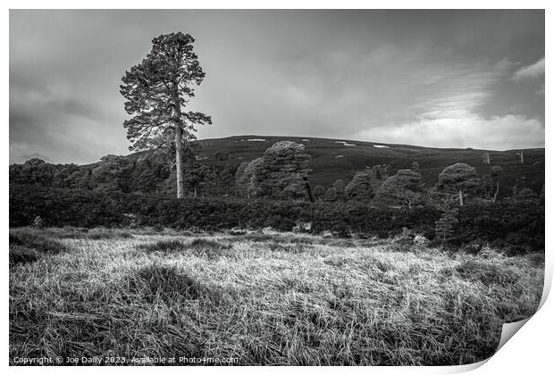 Majestic Scots pine Trees in the Cairngorm Mountains  Print by Joe Dailly